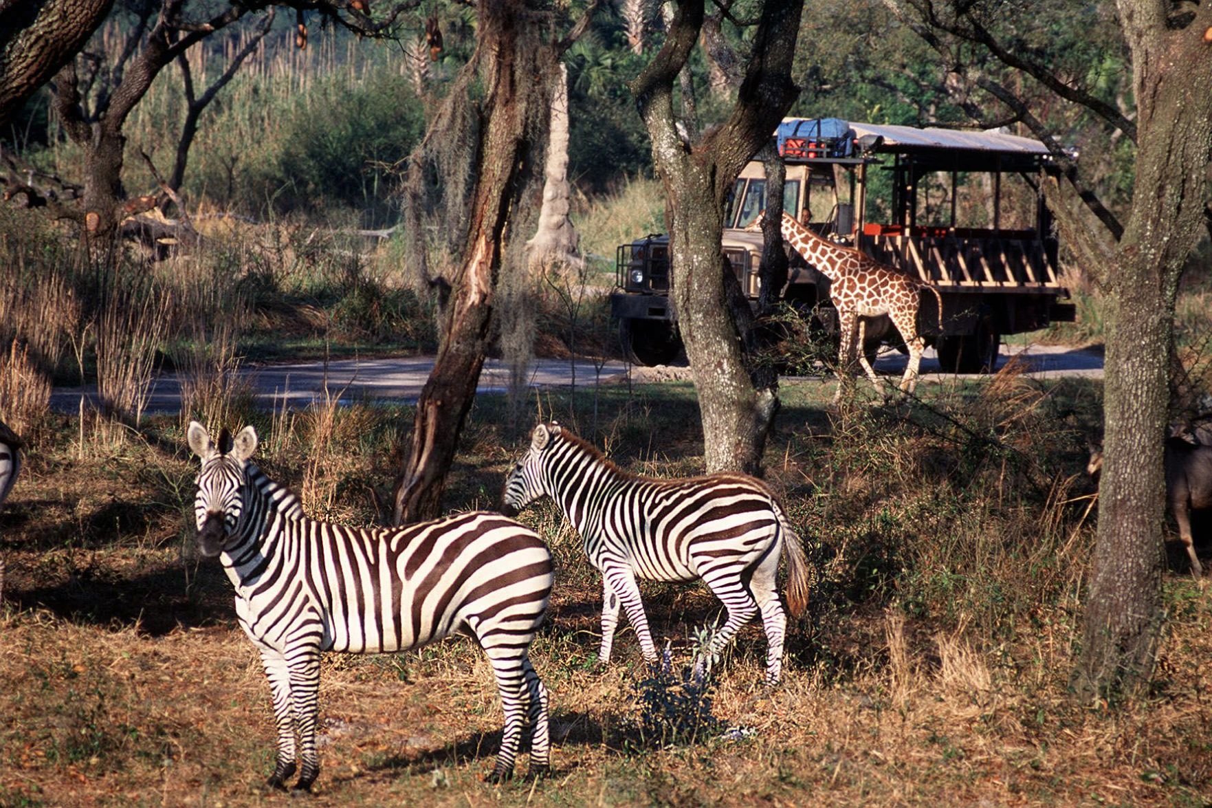 3. So many animals